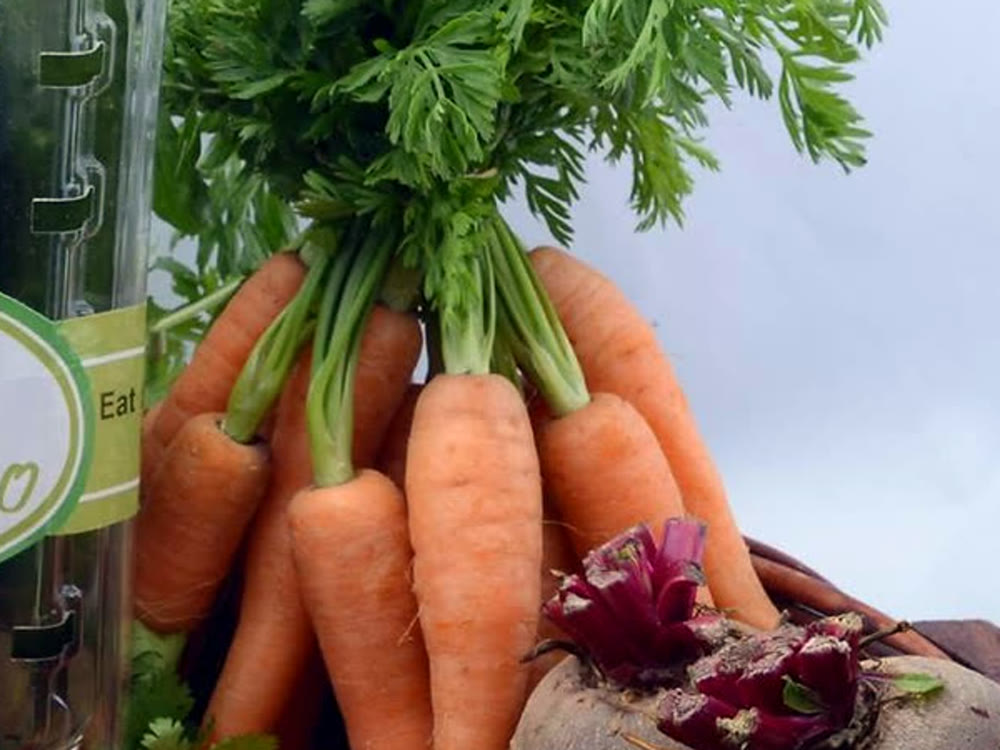 RAMSCO carrots harvested with their green tops