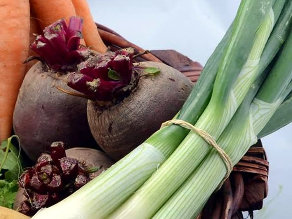 RAMSCO beetroot after harvest