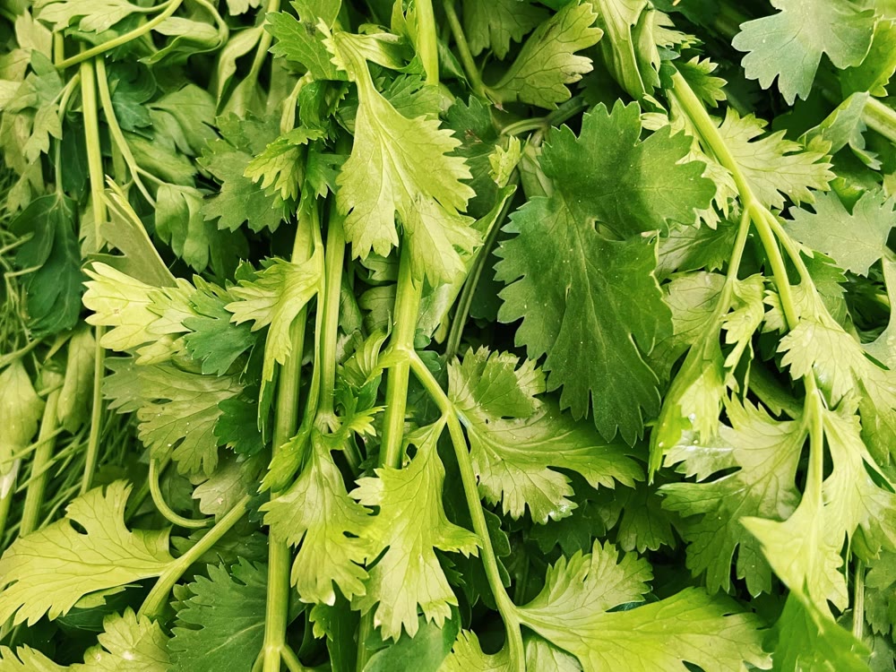 Fresh coriander from RAMSCO
