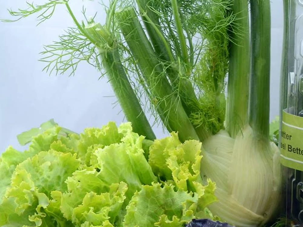 RAMSCO fennel bulb and fronds after harvest