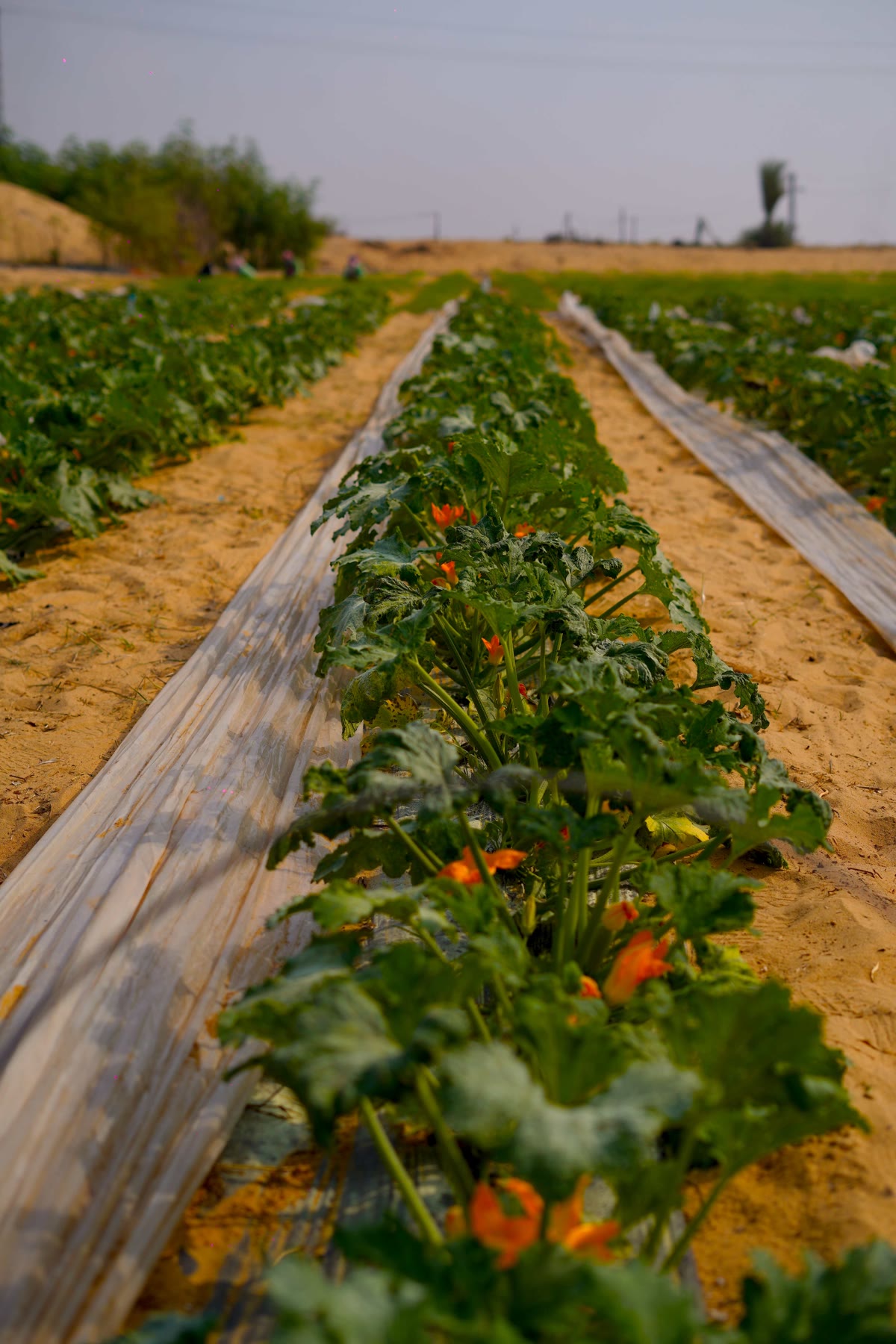 RAMSCO zucchini plants growing in rows on the Nile Delta farm
