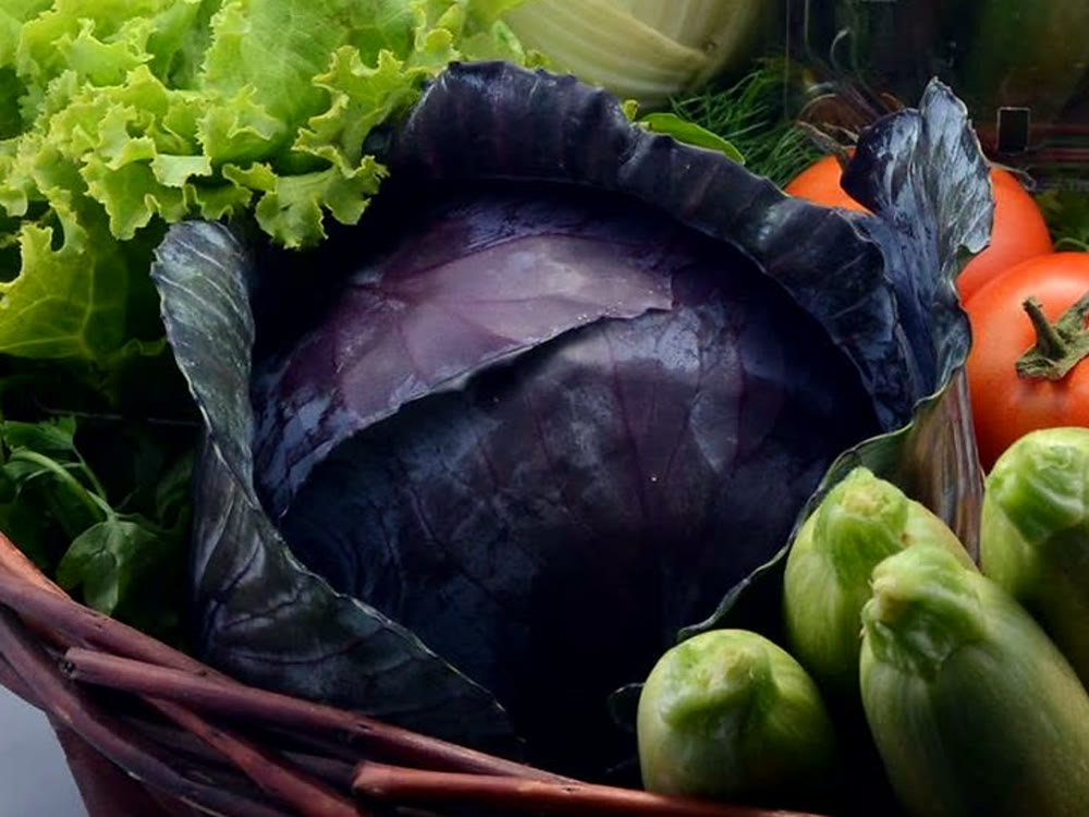 A RAMSCO red cabbage after harvest