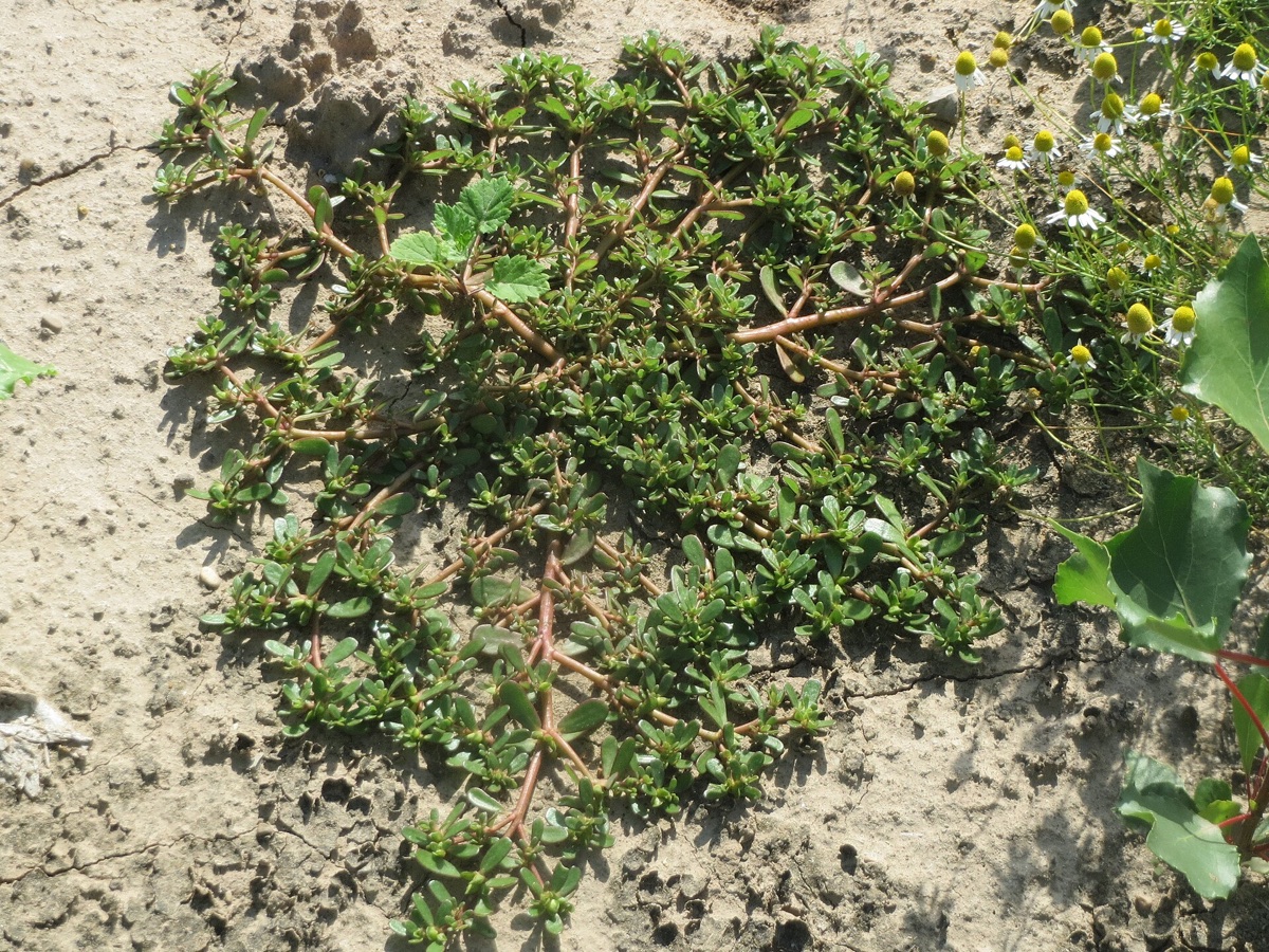 Fresh regla, also known as purslane, grown by RAMSCO