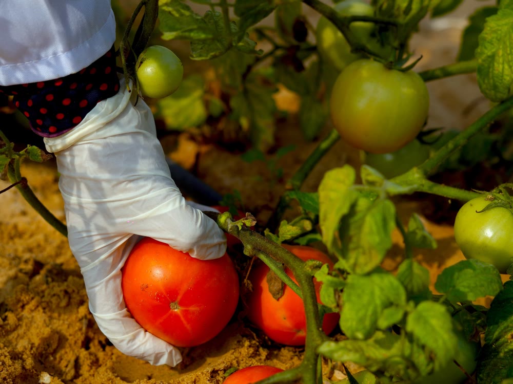 Tomatoes being picked on the RAMSCO farm