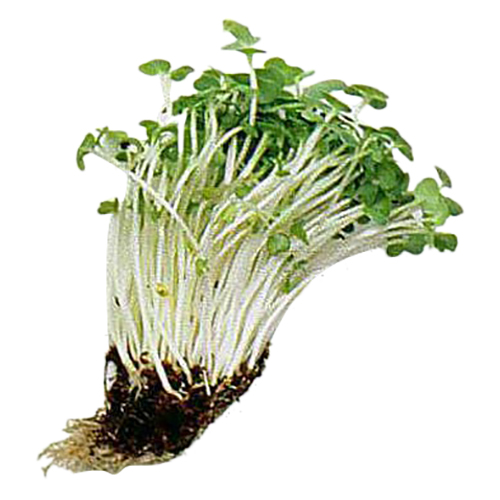 RAMSCO watercress
