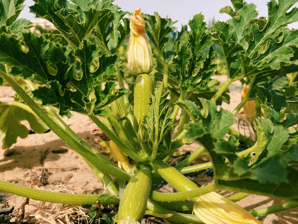 Zucchini growing on the RAMSCO farm