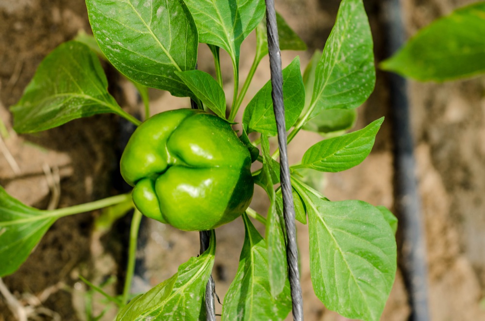 A green bell pepper growing on the RAMSCO farm