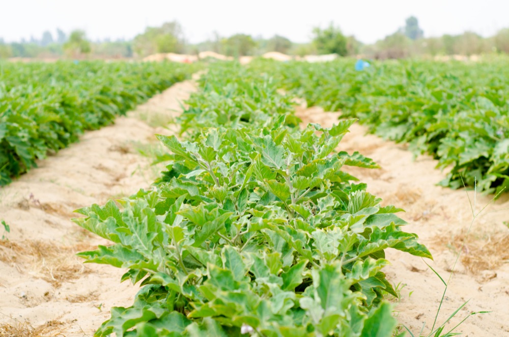 Healthy eggplant rows stretching across the RAMSCO farm