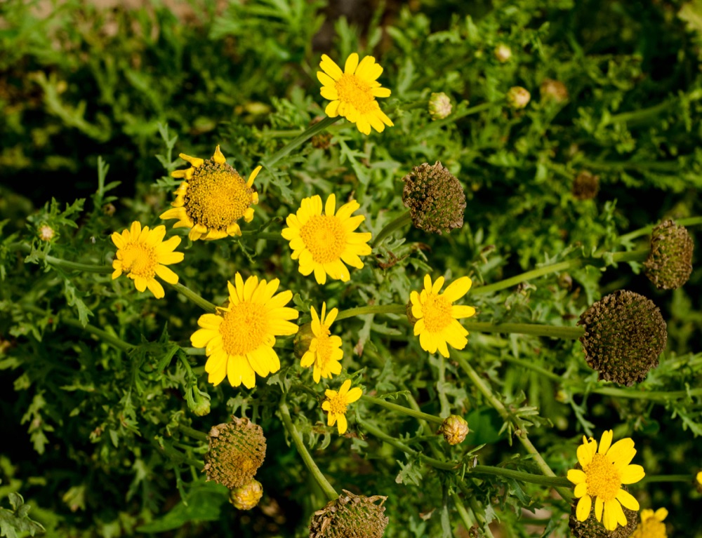 Yellow wildflowers growing on the RAMSCO farm