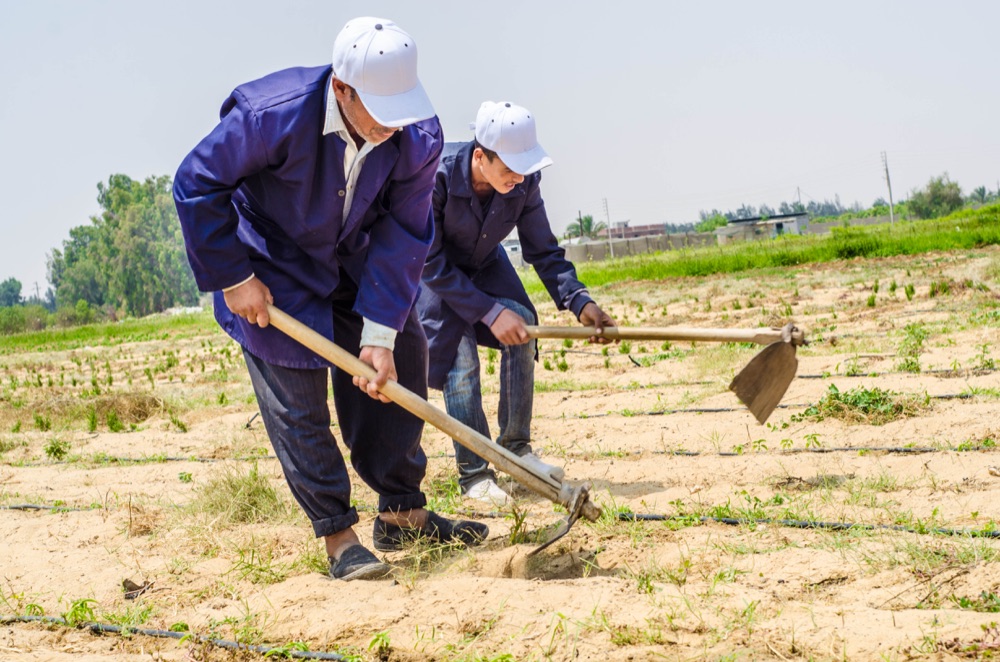 Two RAMSCO workers cultivating the soil between drip lines