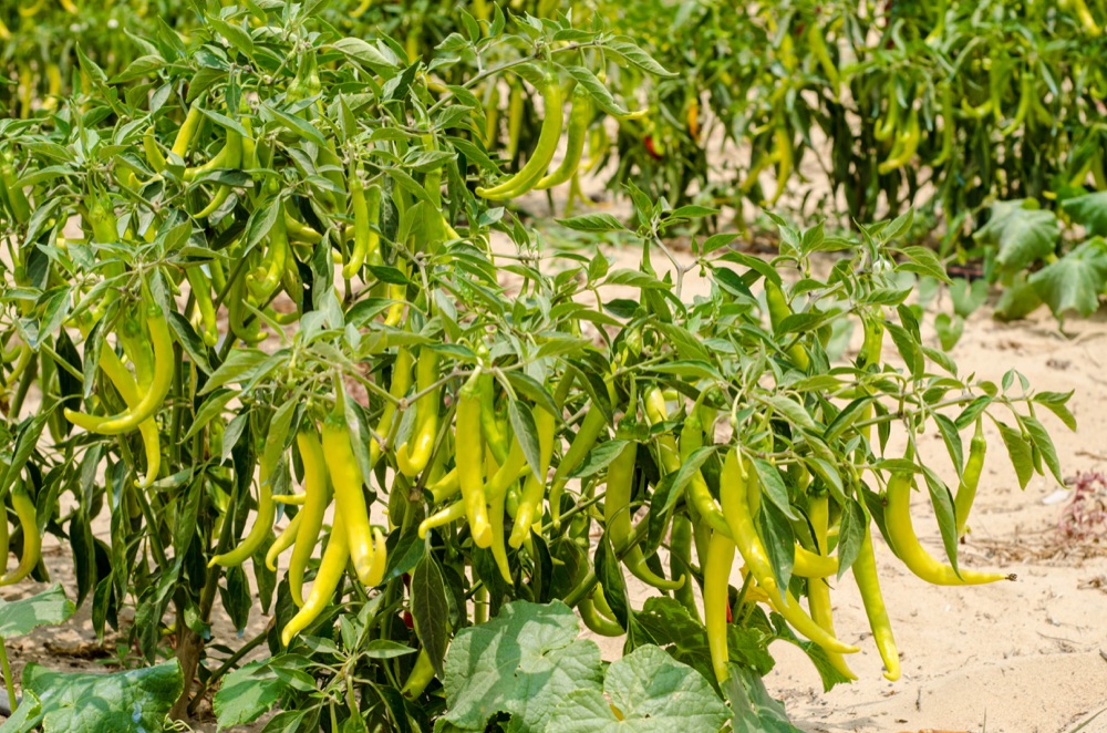 Green chillies growing on the RAMSCO farm