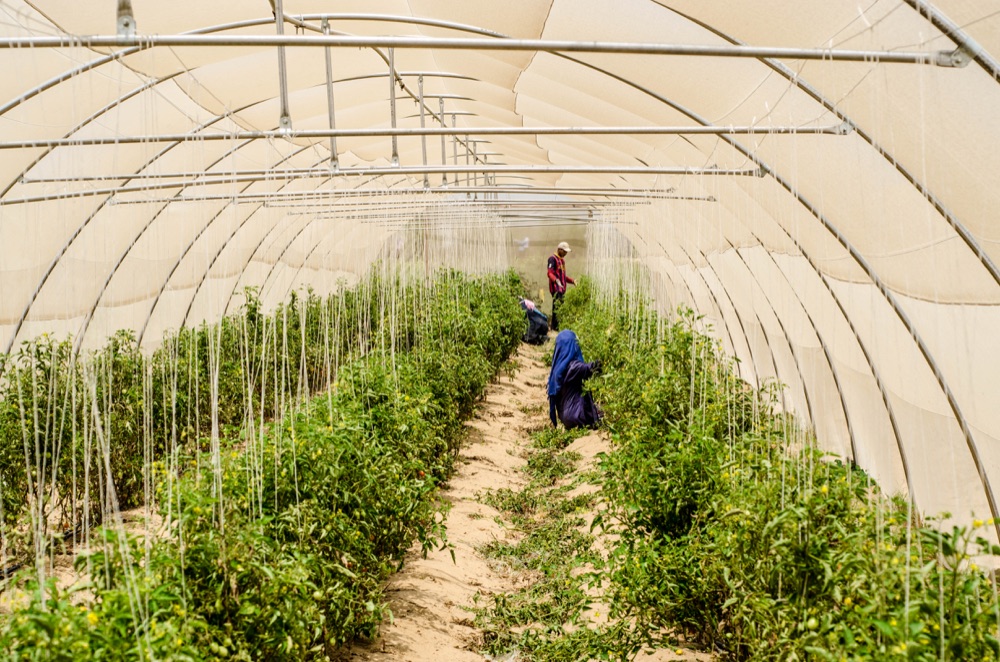RAMSCO workers harvesting tomatoes inside a covered growing house