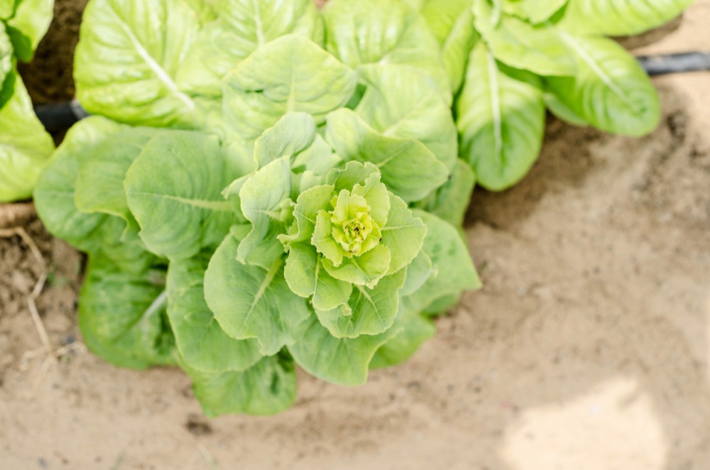 Lettuce growing on the RAMSCO farm