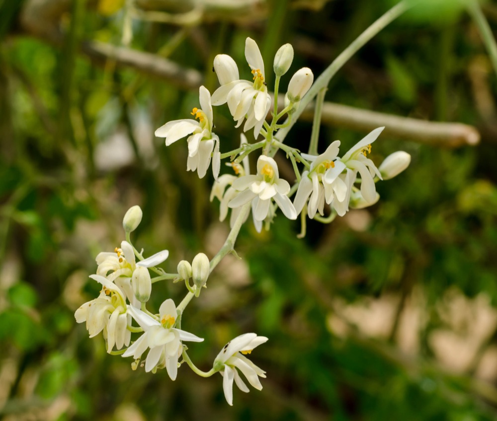 Moringa flowering on the RAMSCO farm