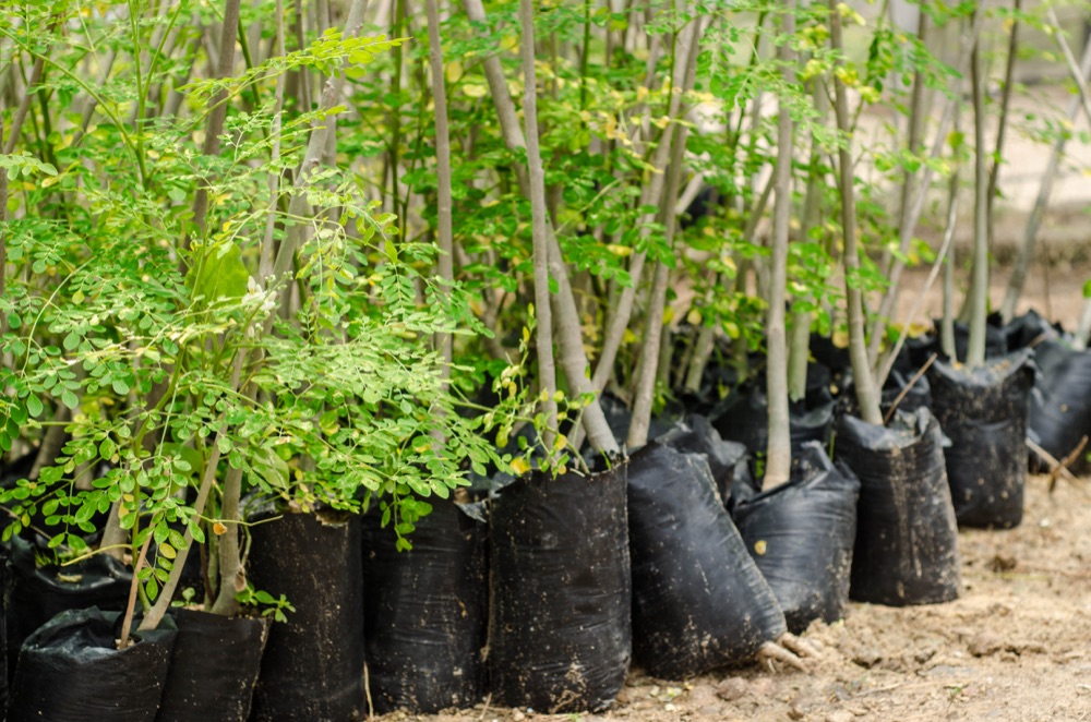 Young moringa trees growing in the RAMSCO nursery