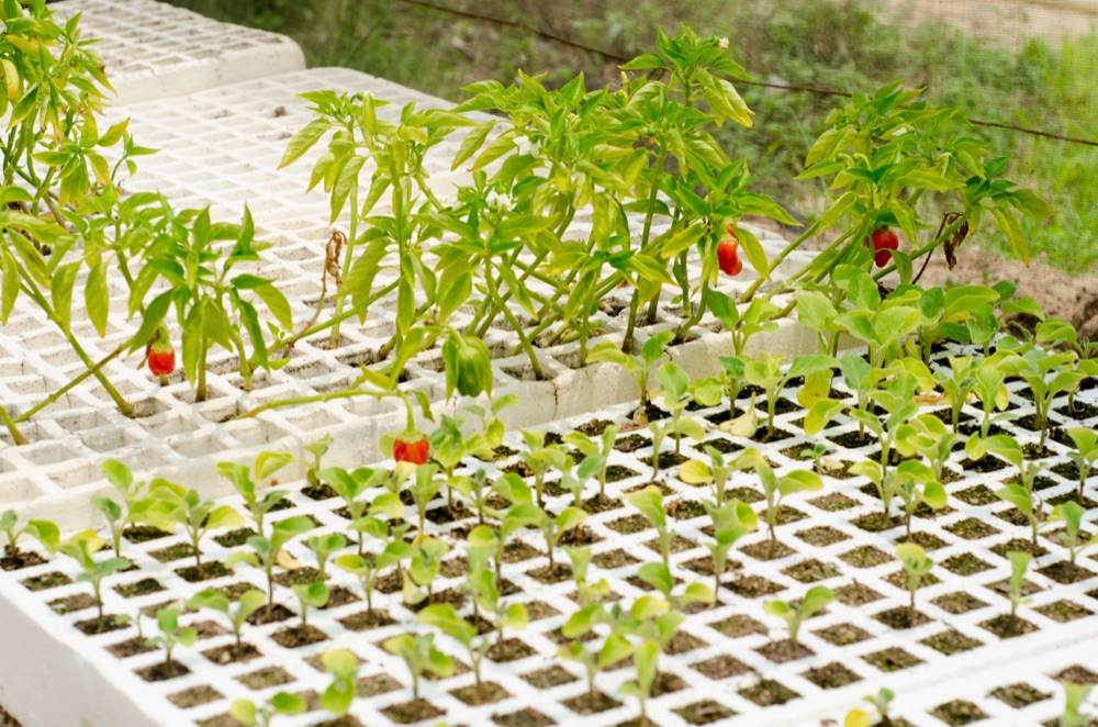 Young vegetable seedlings in the RAMSCO nursery
