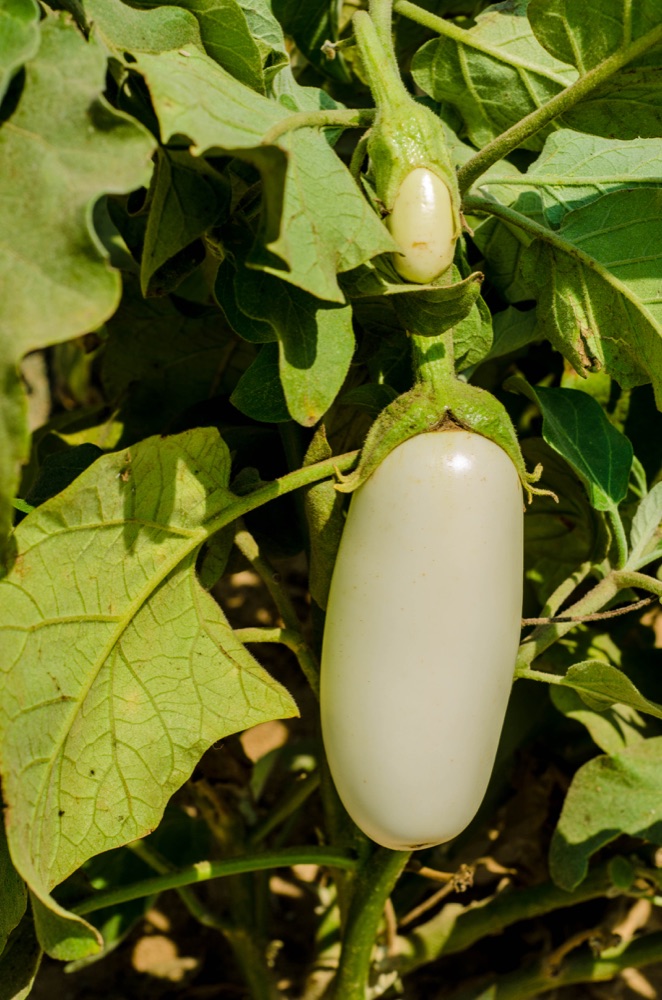 White eggplant growing on the RAMSCO farm