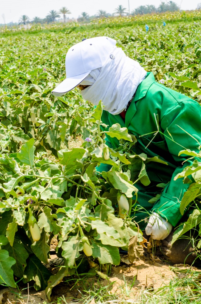 A RAMSCO farm worker harvesting white eggplant by hand
