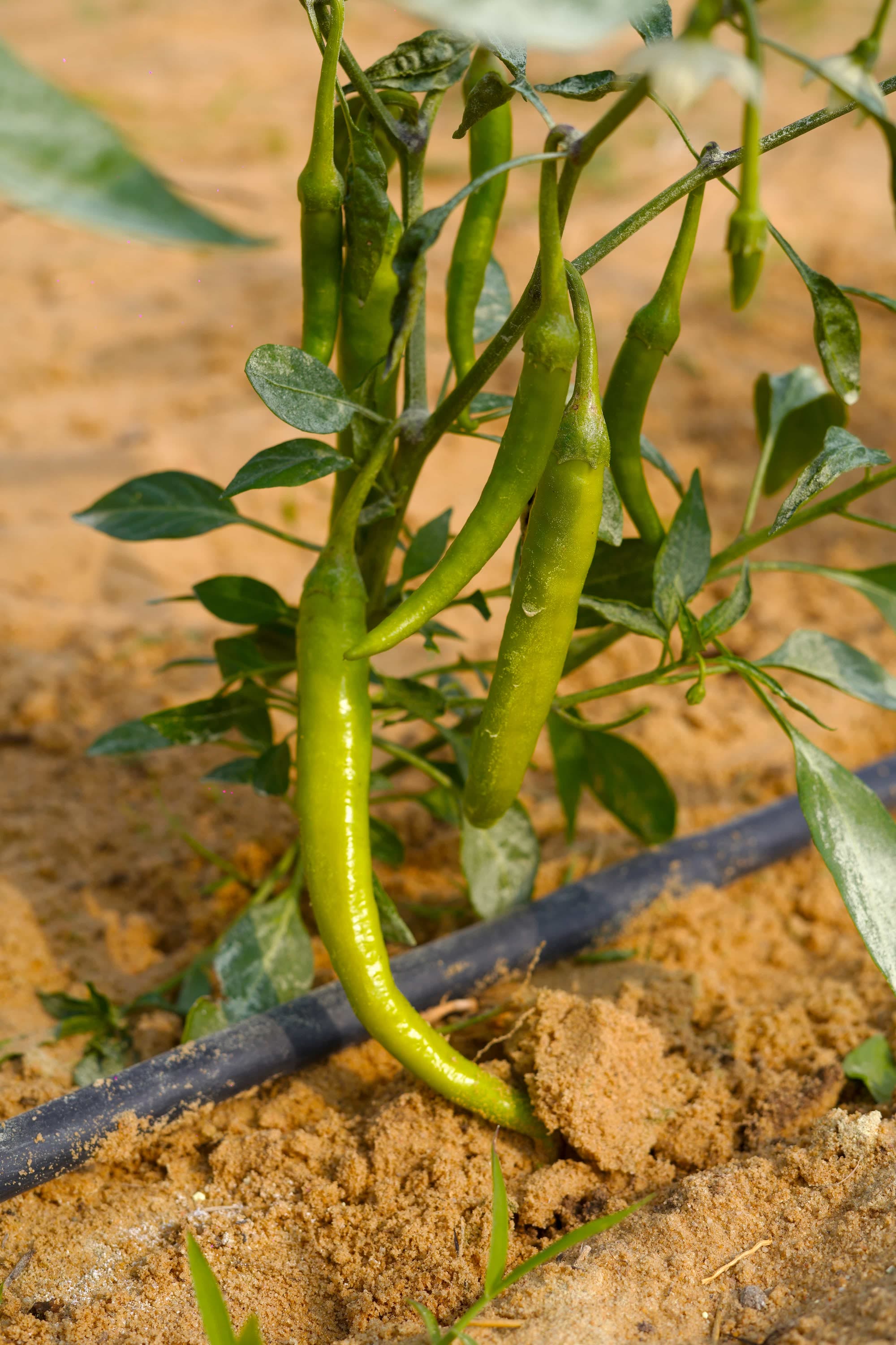 Chili plants growing on a drip irrigation line in sandy RAMSCO soil