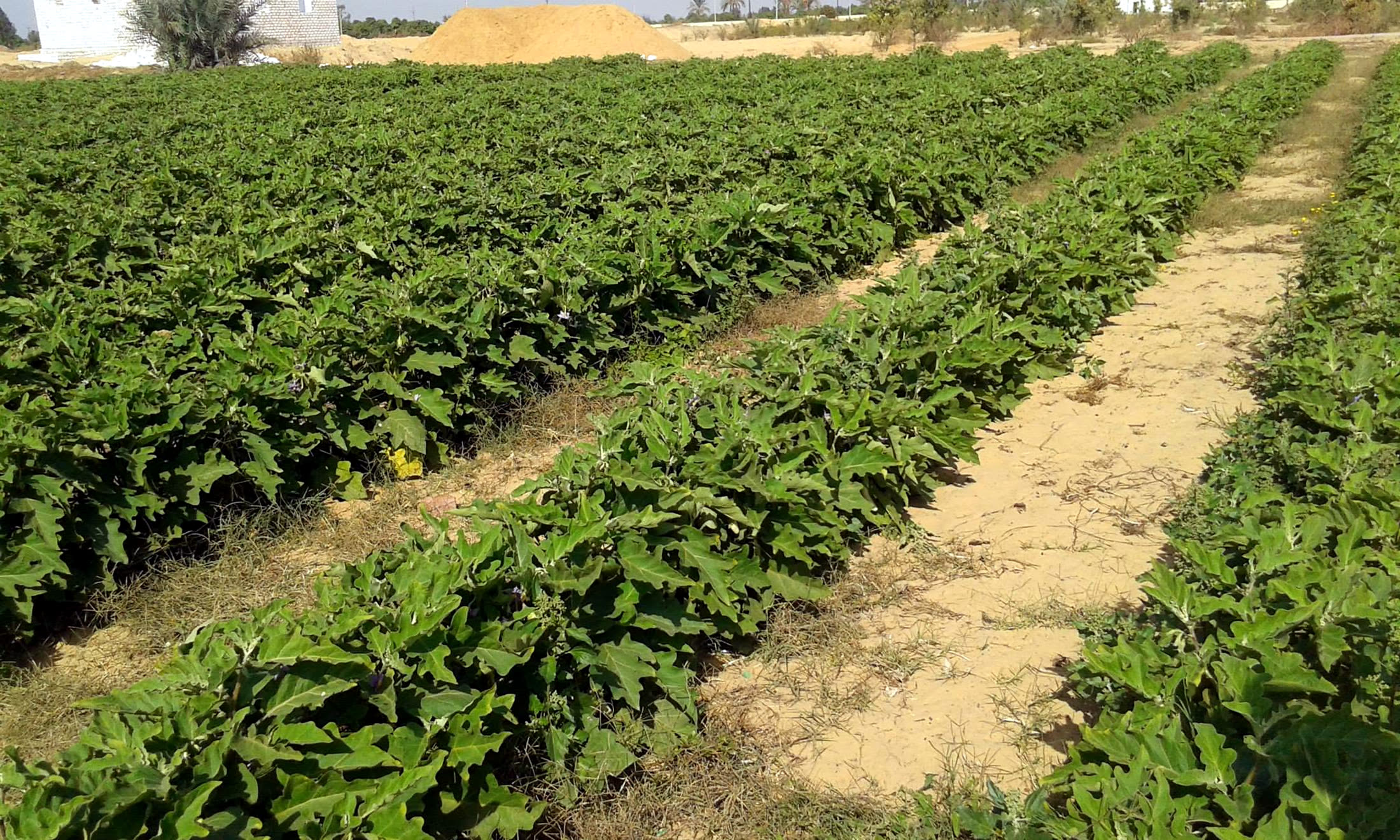 Rows of crops growing on the RAMSCO farm in the Nile Delta