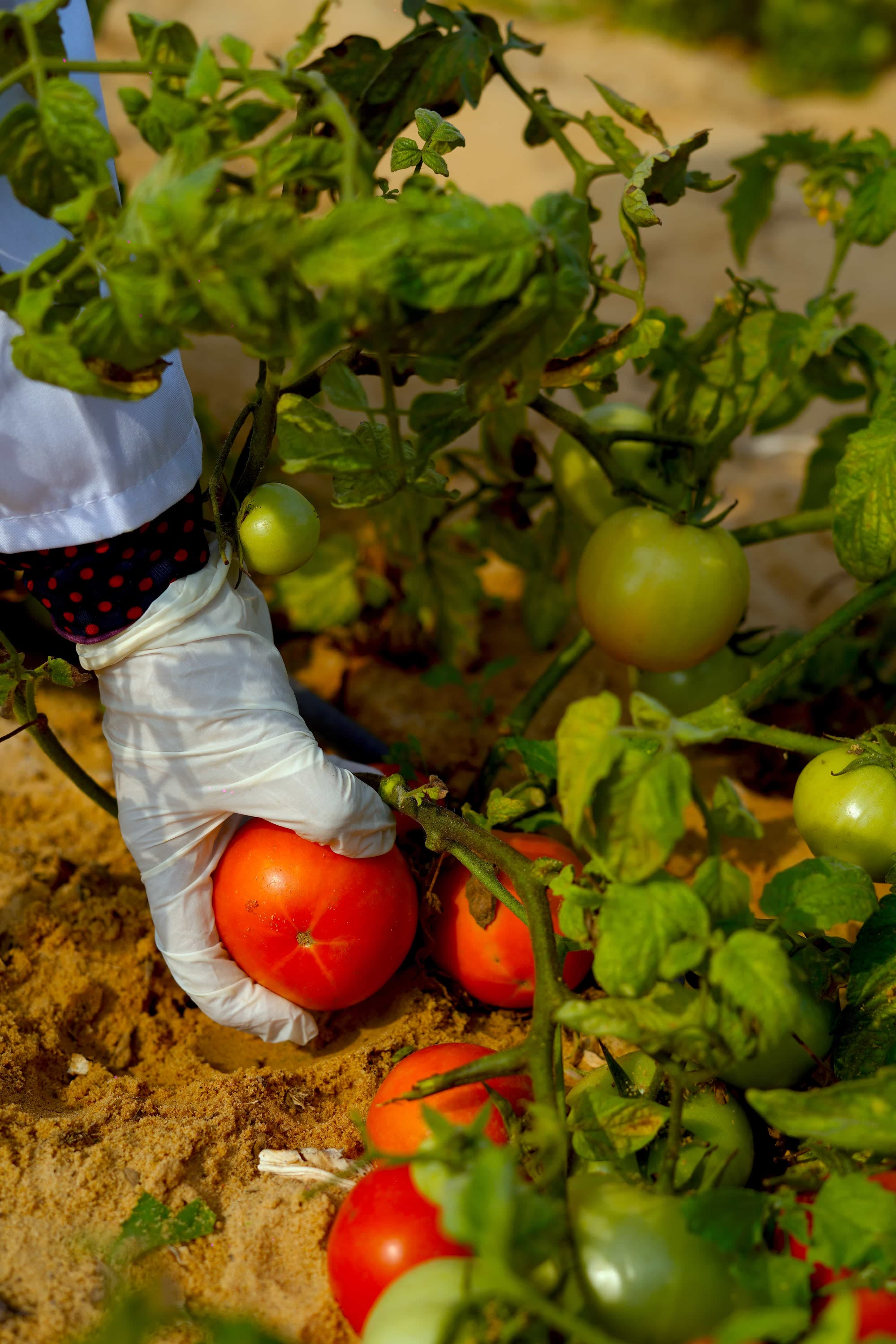 Hands harvesting tomatoes in the RAMSCO rows