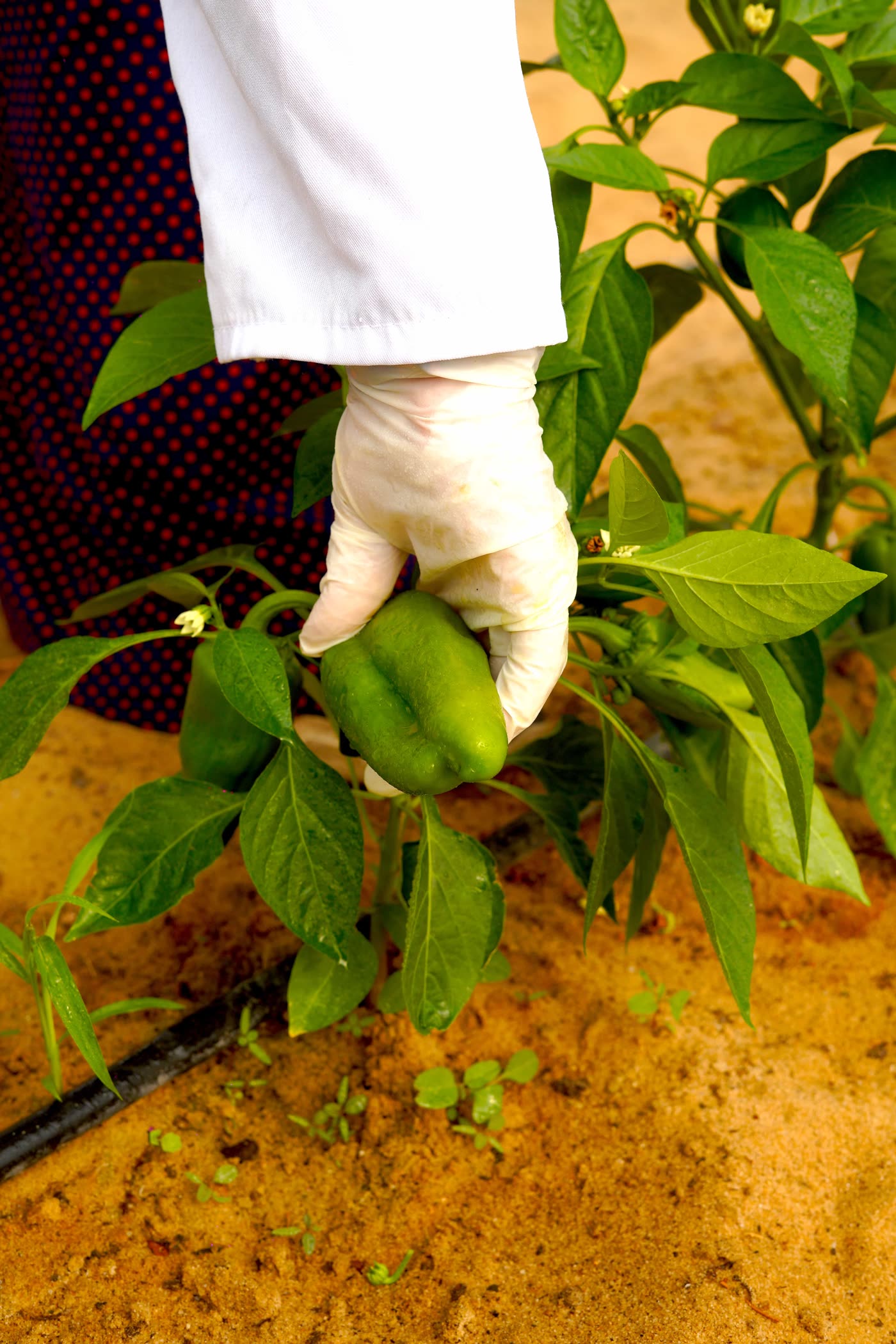 A gloved hand picking a pepper in the RAMSCO rows