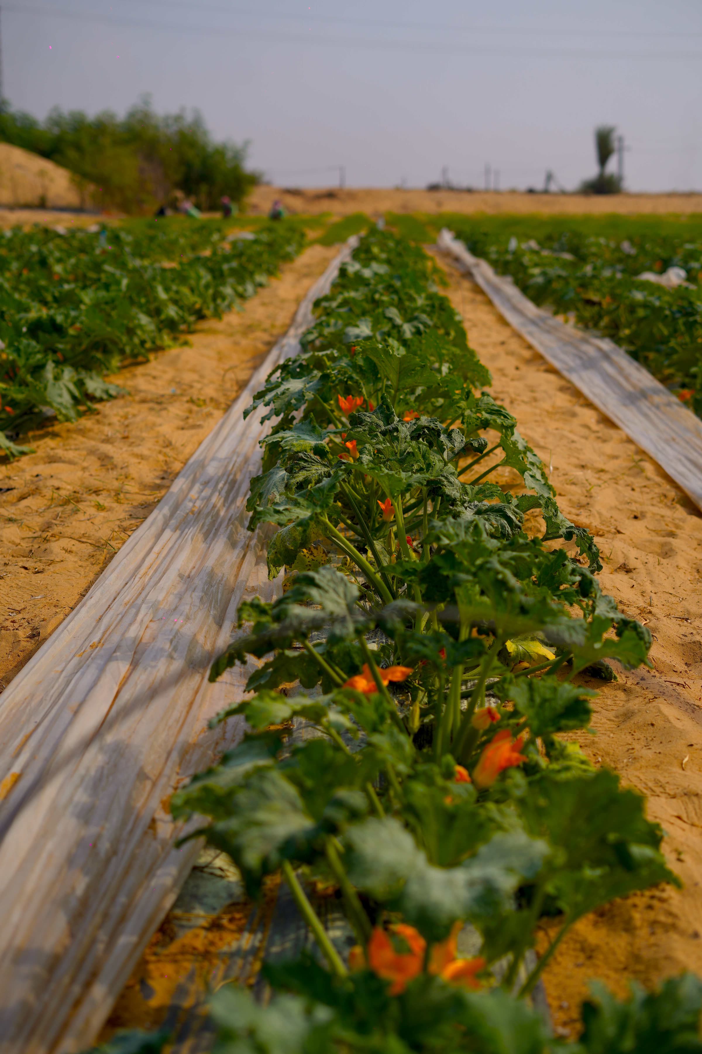 Planted rows stretching across the RAMSCO farm in the Nile Delta